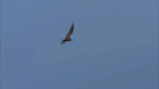 白腰燕鷗 - ML474431