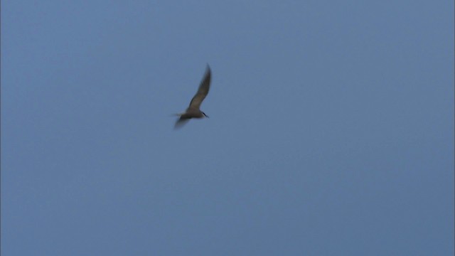 Aleutian Tern - ML474431