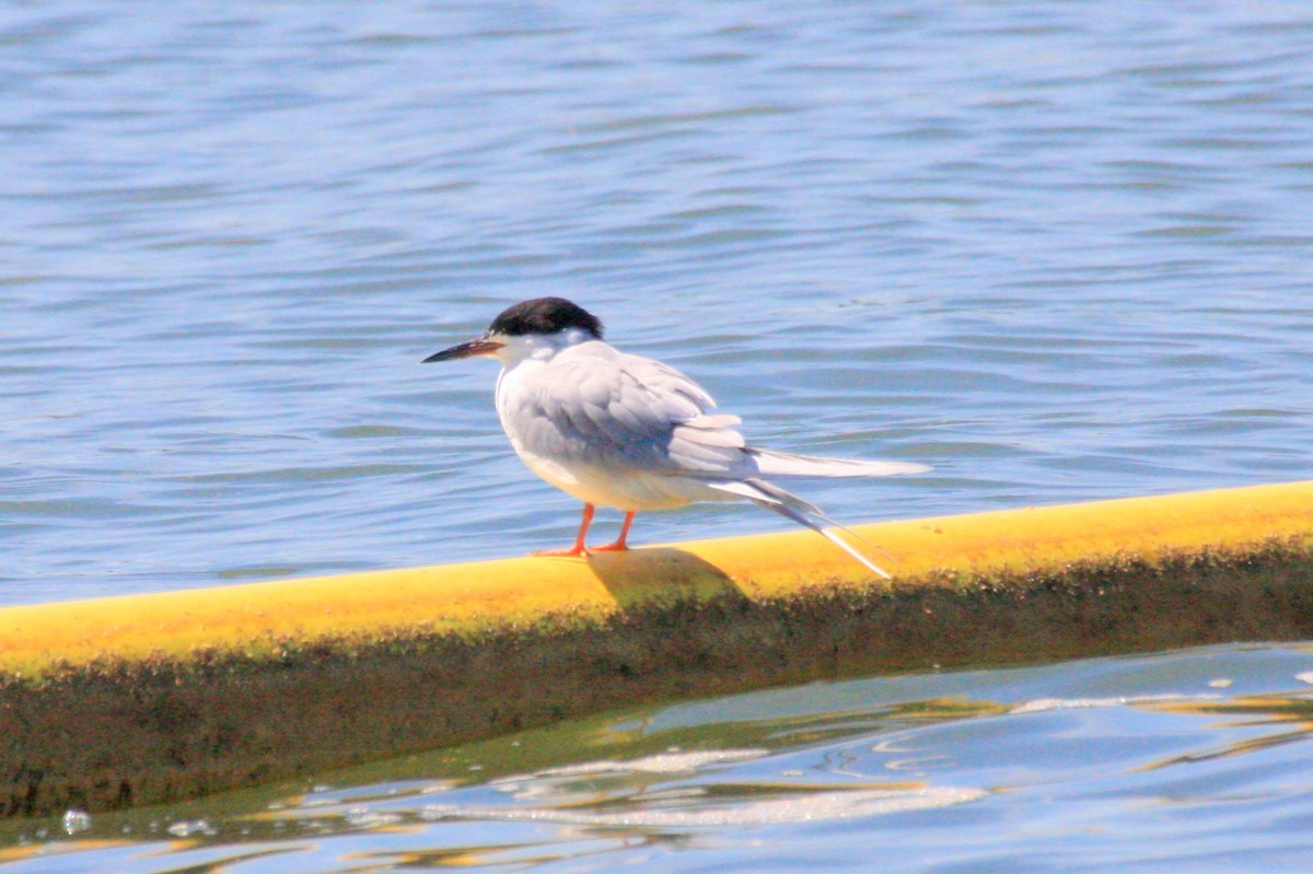 Forster's Tern - ML474431911