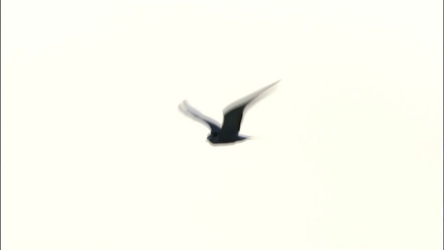 Aleutian Tern - ML474432