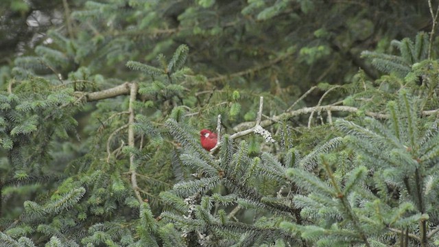 Red Warbler (White-cheeked) - ML474432221