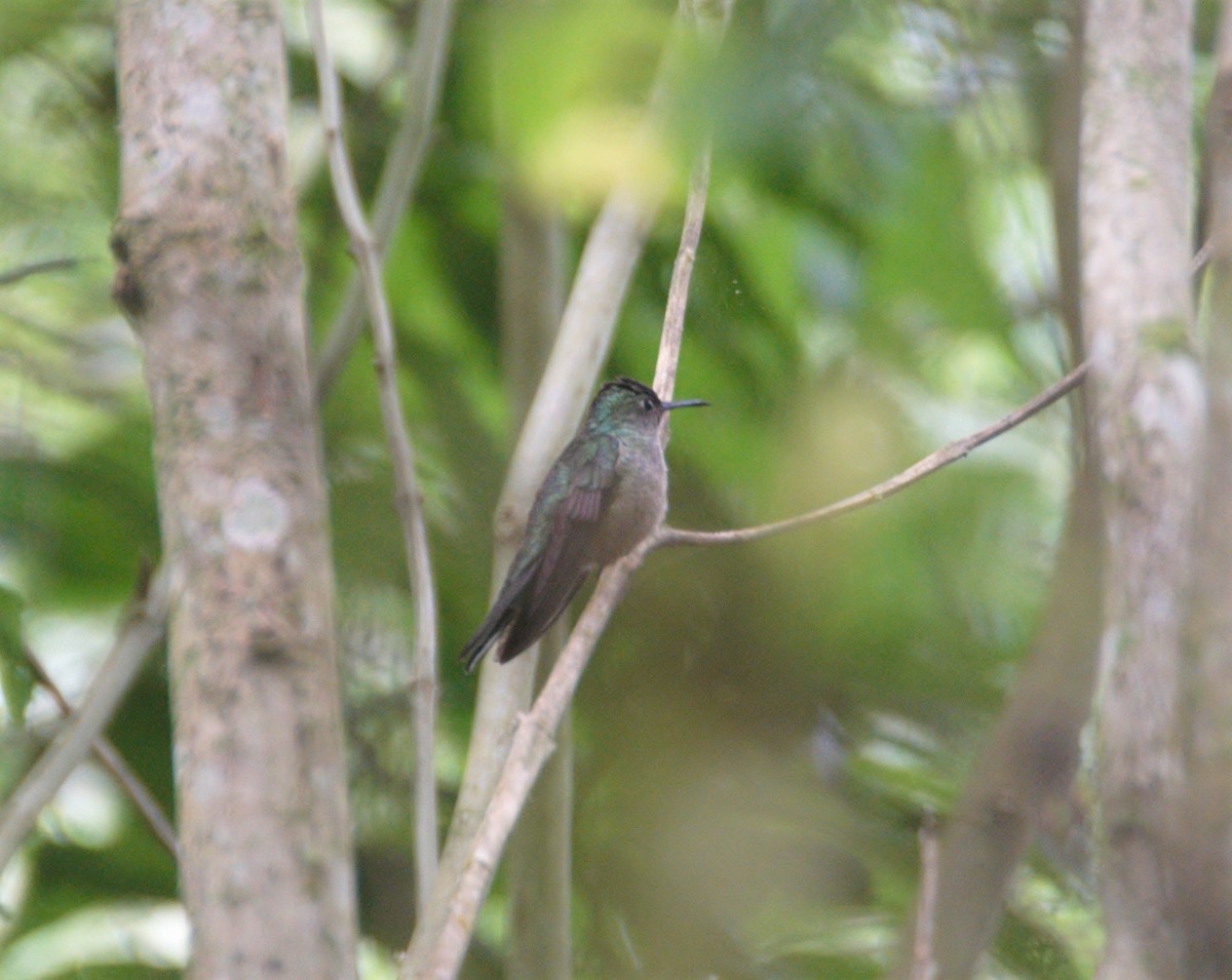 Scaly-breasted Hummingbird - ML474433511