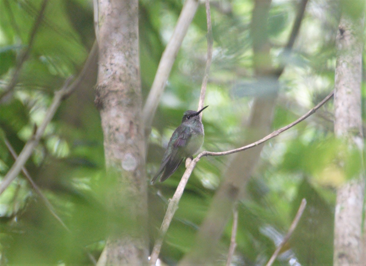 Scaly-breasted Hummingbird - ML474433531