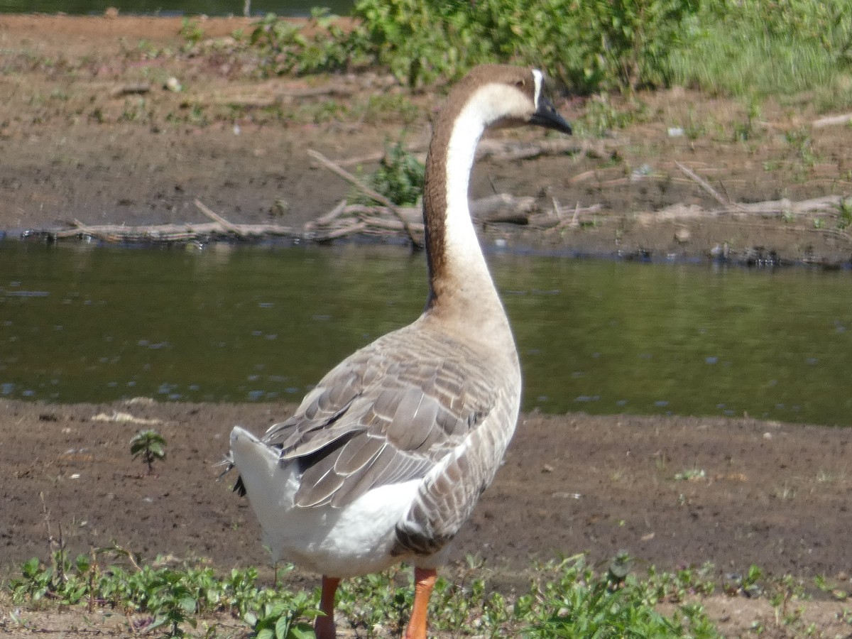 Swan Goose (Domestic type) - ML474433881