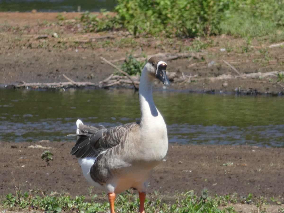 Swan Goose (Domestic type) - ML474433931