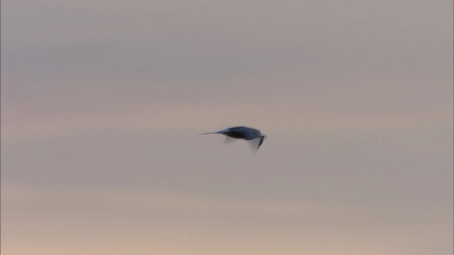 Aleutian Tern - ML474434