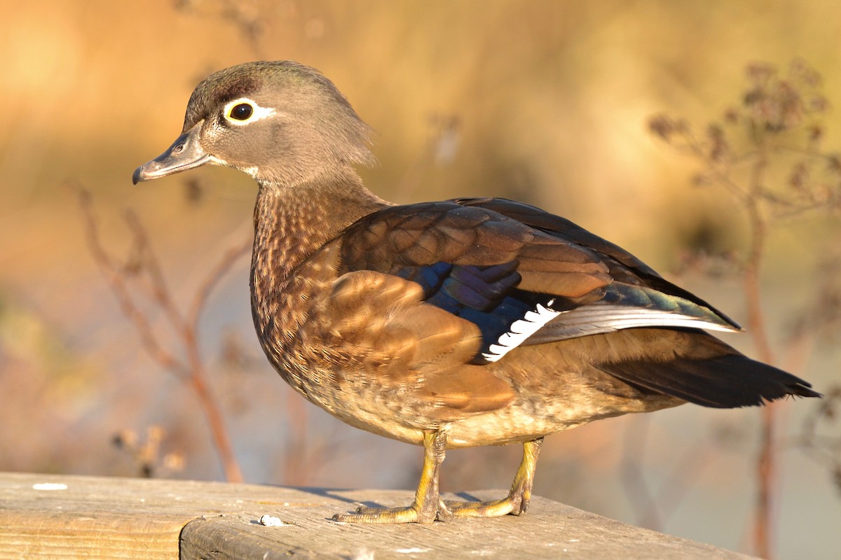 Wood Duck - Epi Shemming