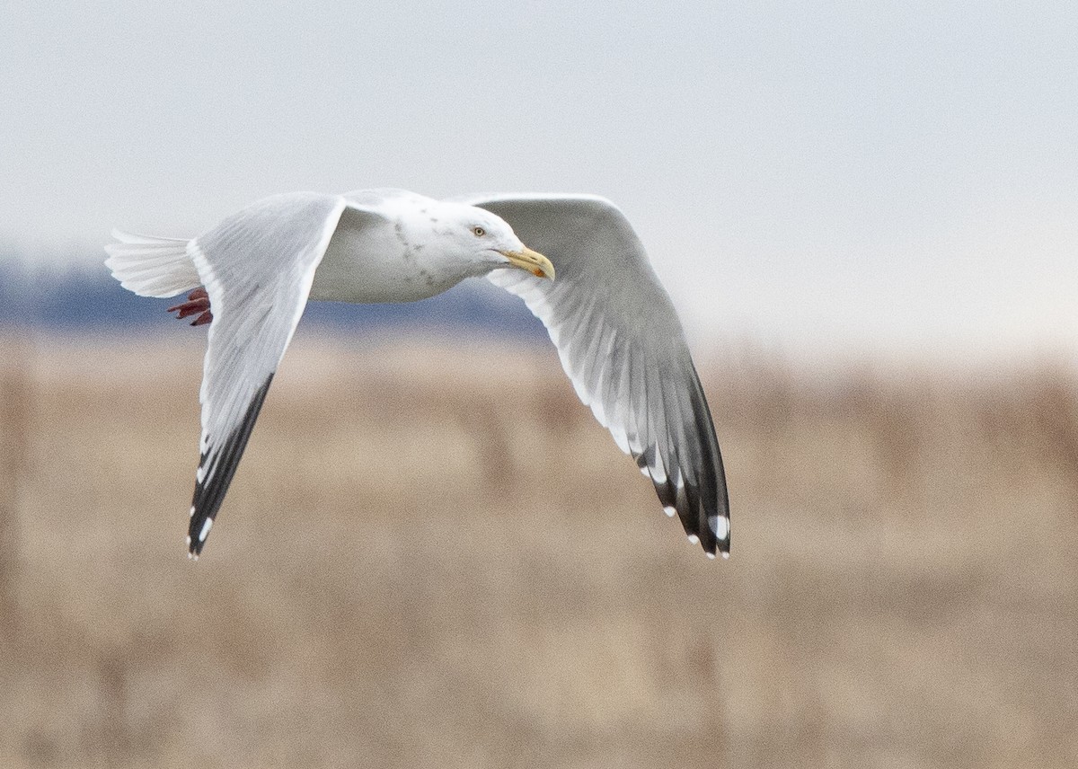 Gaviota Argéntea - ML474434491