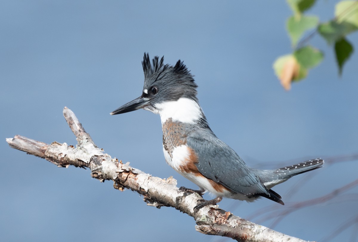 Belted Kingfisher - Annie Lavoie