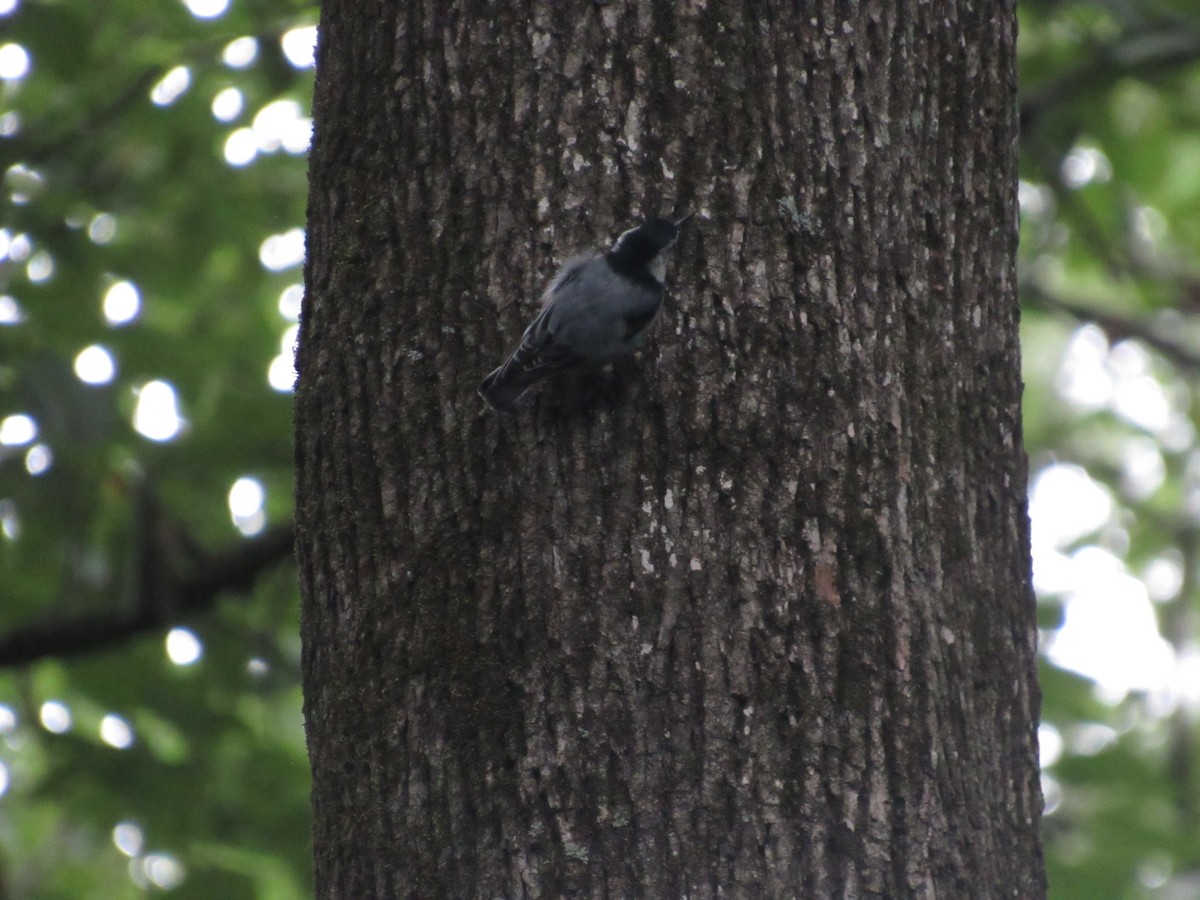 White-breasted Nuthatch - ML474434661