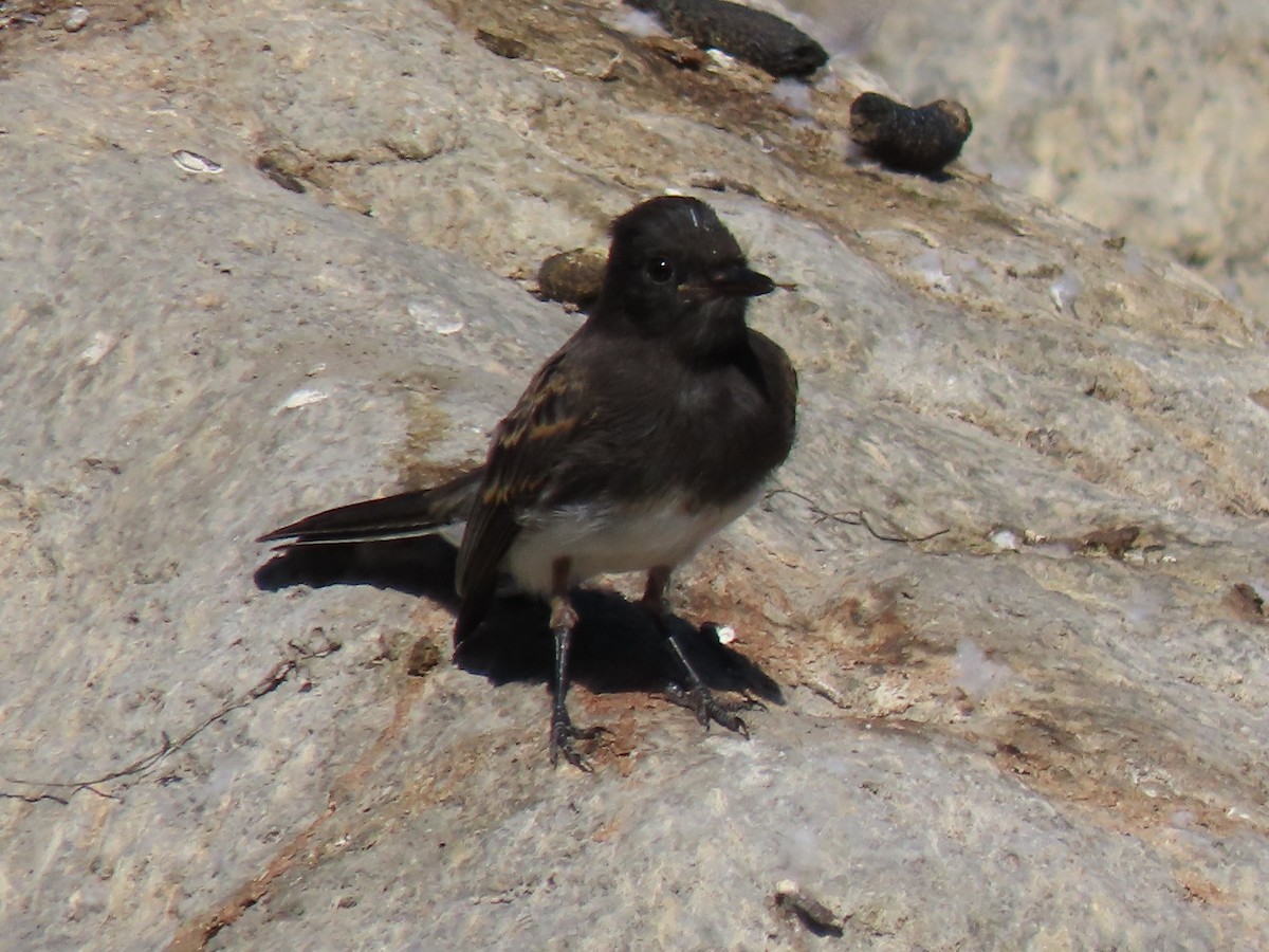 Black Phoebe - Donna Bray