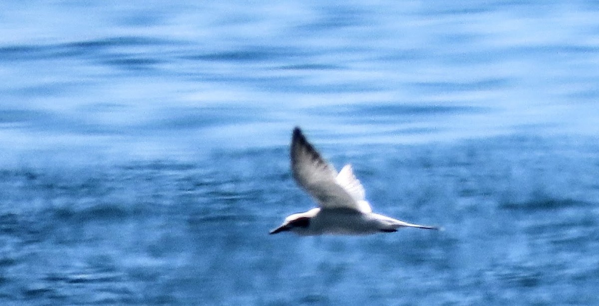 Forster's Tern - ML474435961