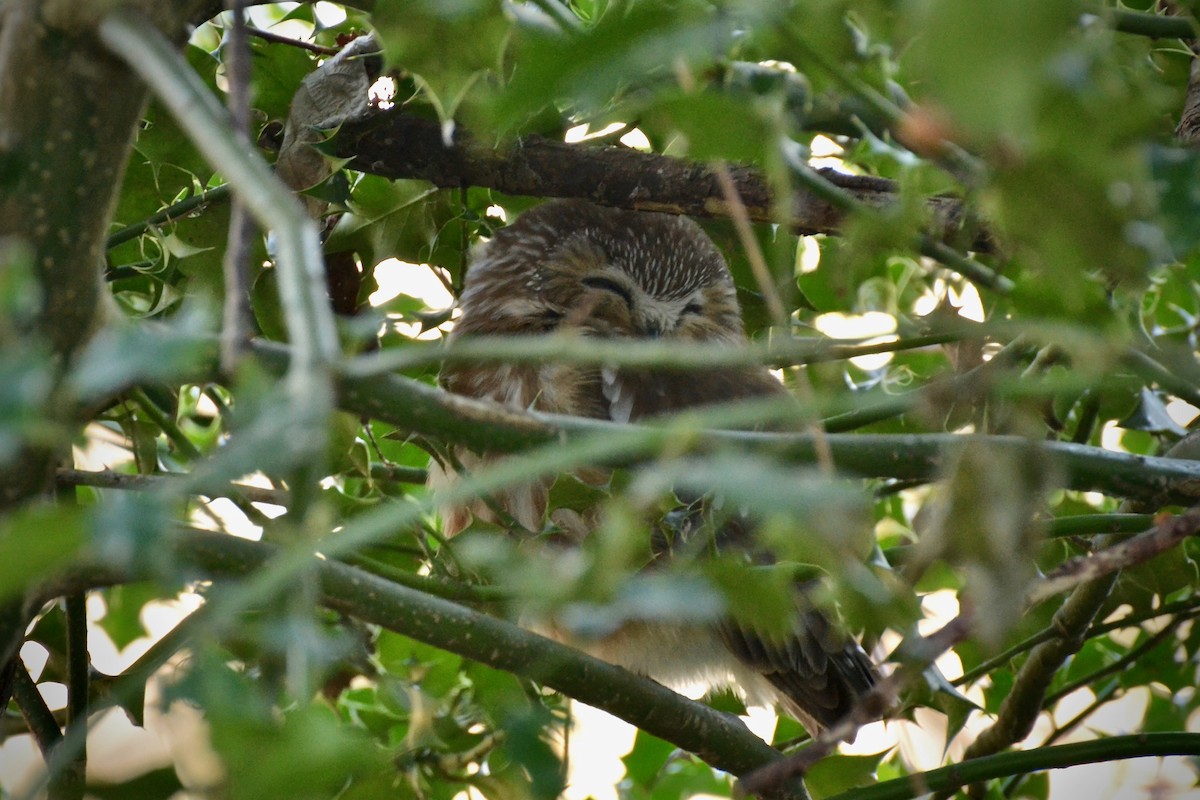 Northern Saw-whet Owl - ML47443651