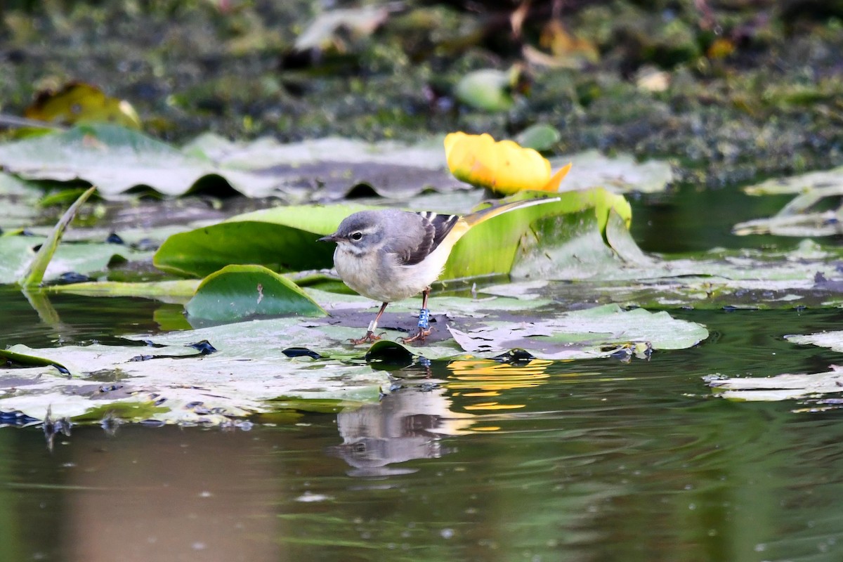 Gray Wagtail - ML474436811