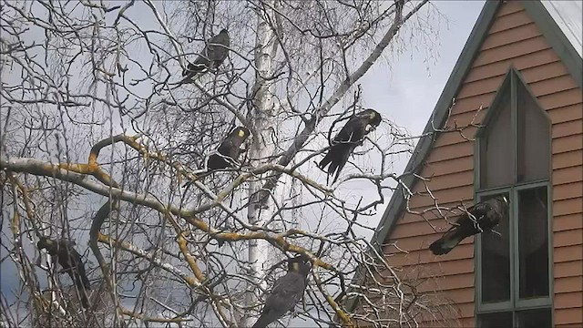 Yellow-tailed Black-Cockatoo - ML474436991