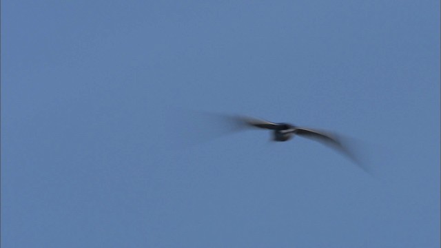 Aleutian Tern - ML474437