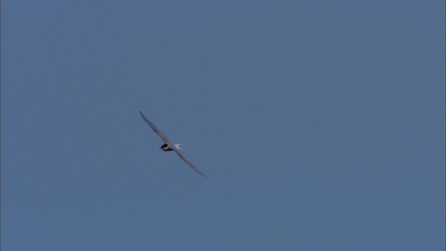 Arctic Tern - ML474438