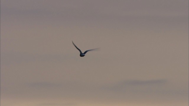 Aleutian Tern - ML474439