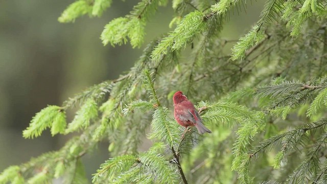 Red Warbler - ML474439571