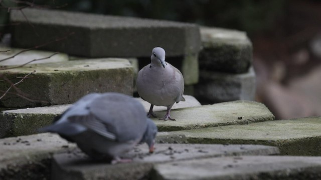 Eurasian Collared-Dove - ML474439851