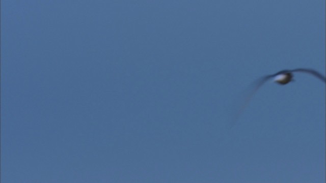 Aleutian Tern - ML474440