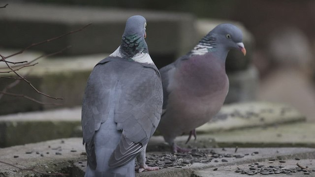 Common Wood-Pigeon (White-necked) - ML474440021