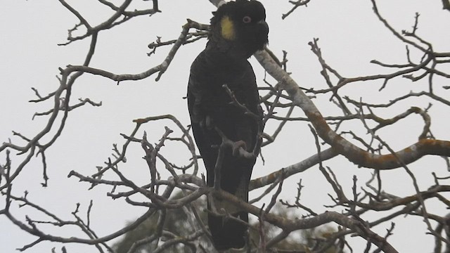 Yellow-tailed Black-Cockatoo - ML474440101