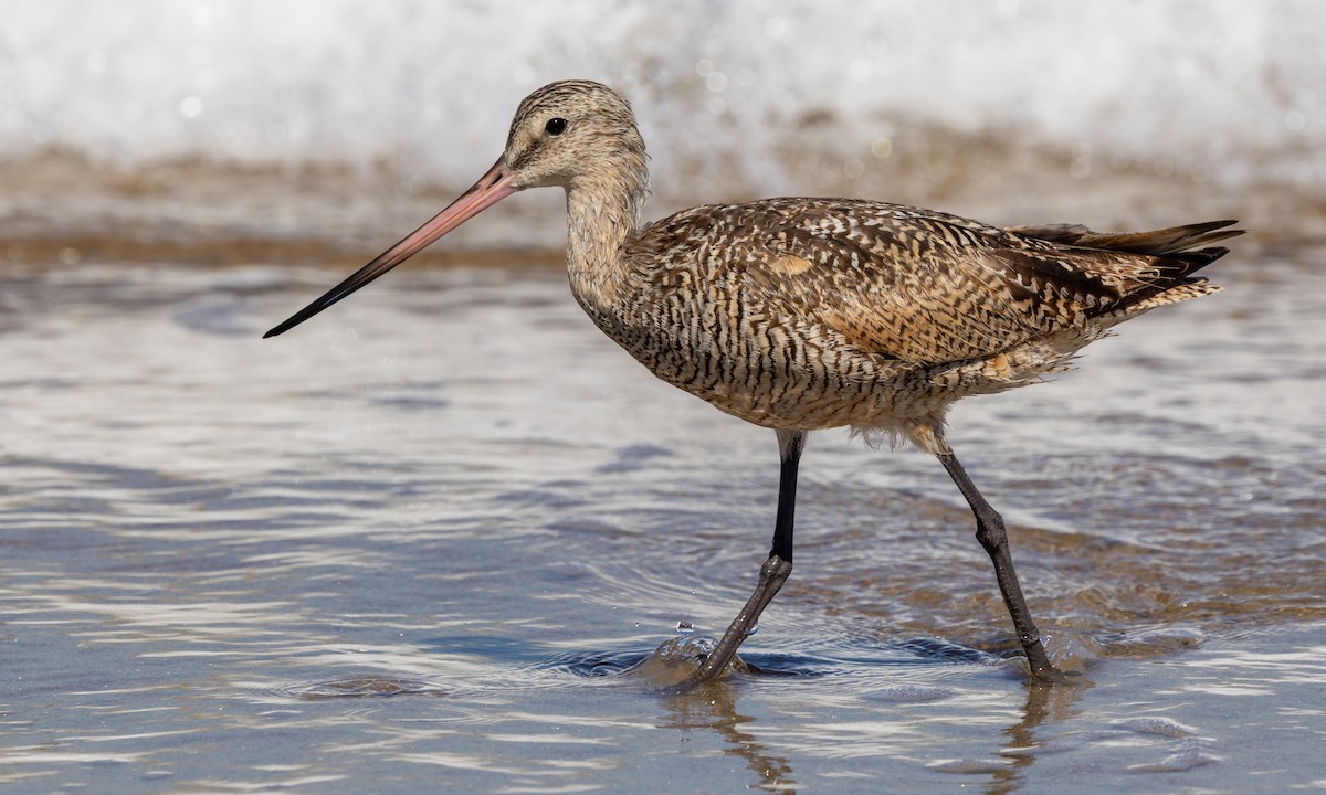 Marbled Godwit - Paul Fenwick