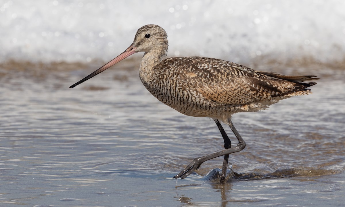 Marbled Godwit - Paul Fenwick