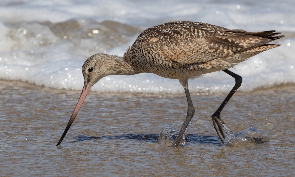 Marbled Godwit - Paul Fenwick