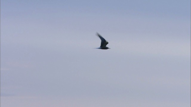 Aleutian Tern - ML474441