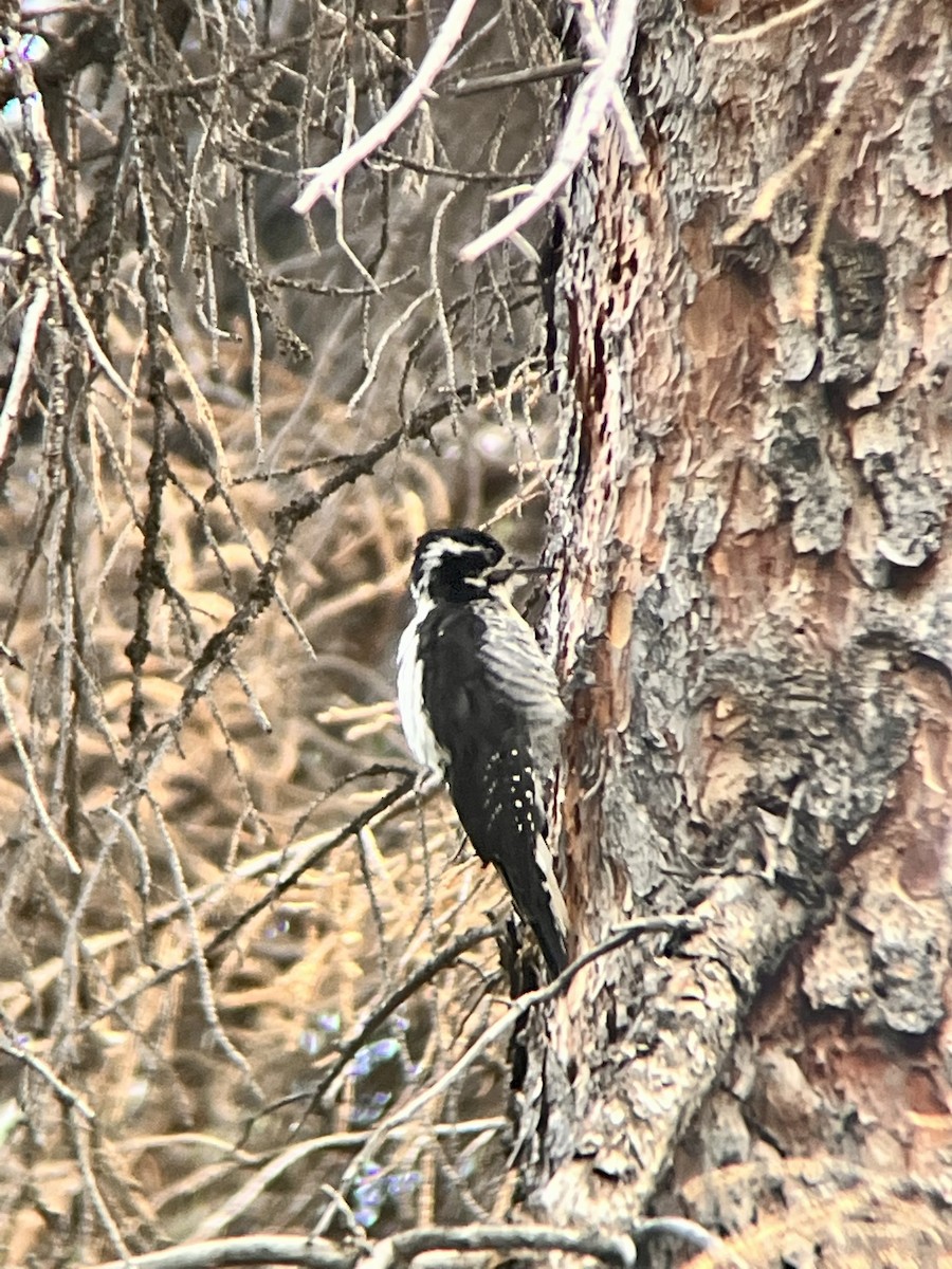 American Three-toed Woodpecker - ML474442041