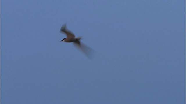 Aleutian Tern - ML474443