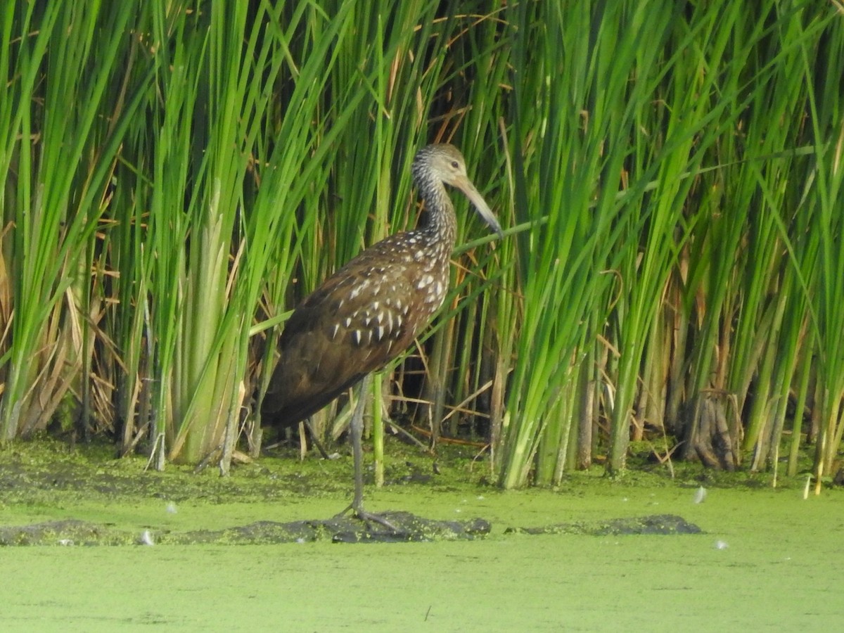 Limpkin - ML474443711