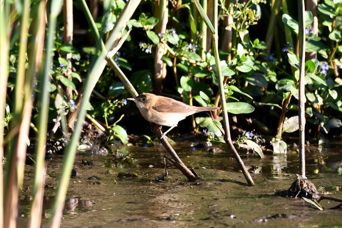 Common Reed Warbler - ML474444281