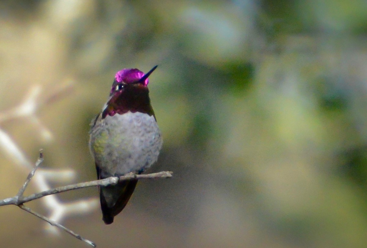 Anna's Hummingbird - Elizabeth Wilkins