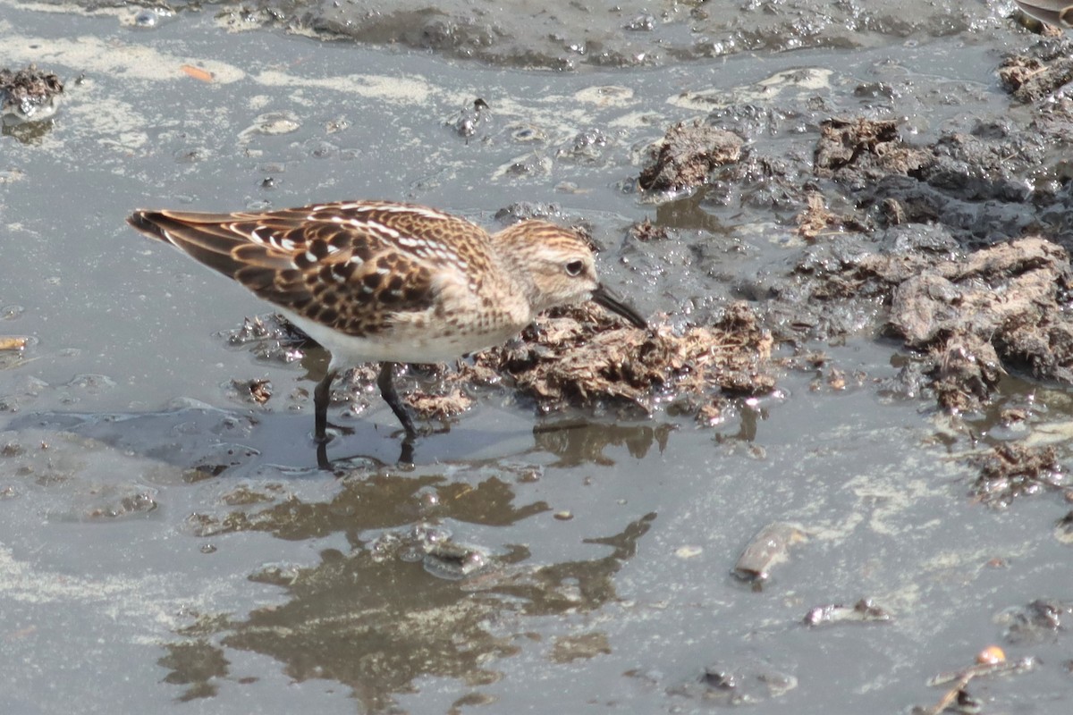 Least Sandpiper - ML474445771