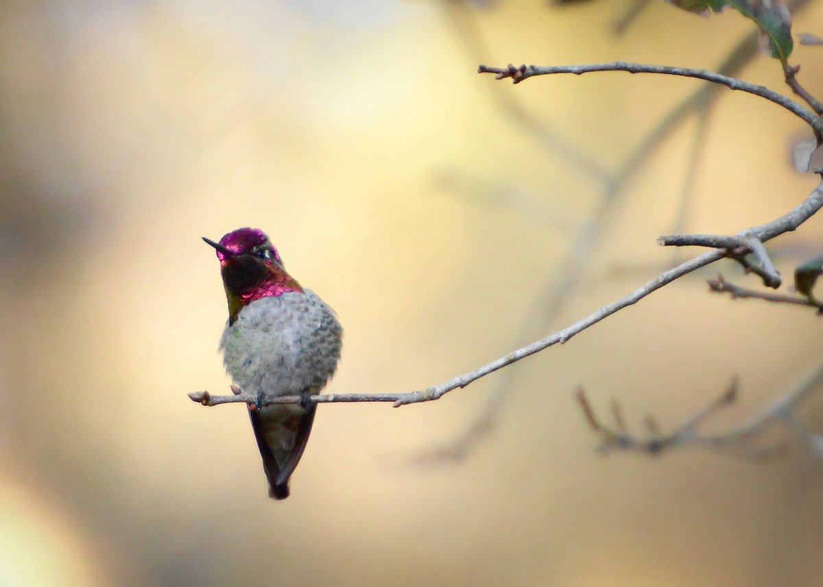 Anna's Hummingbird - ML47444641