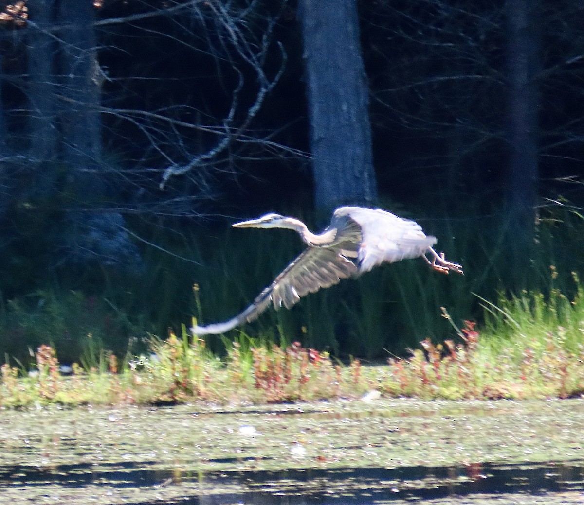 Great Blue Heron - ML474447511