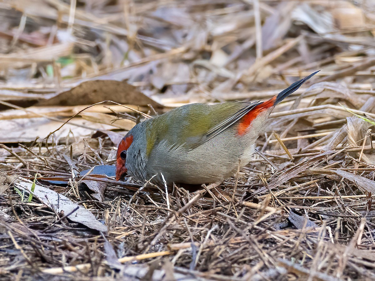 Red-browed Firetail - ML474447581