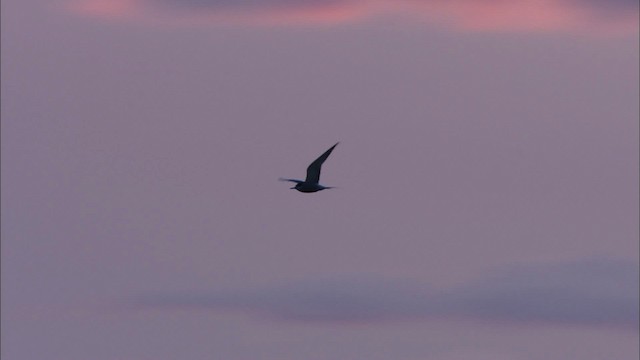 Aleutian Tern - ML474448