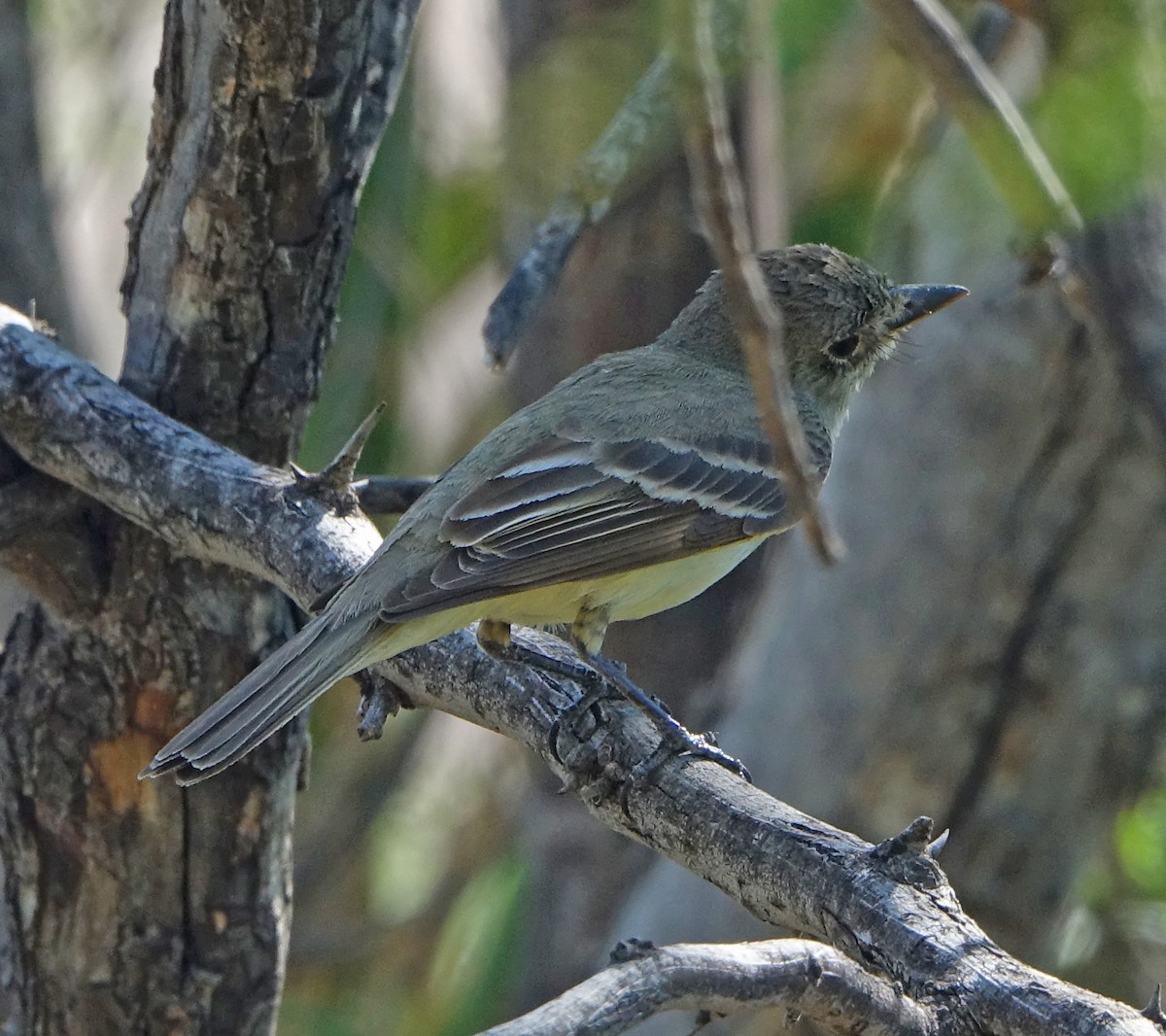 Willow Flycatcher - ML474448851