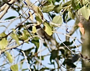 Kara Boğazlı Kolibri - ML474449611