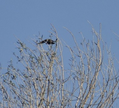 Western Kingbird - ML474449691