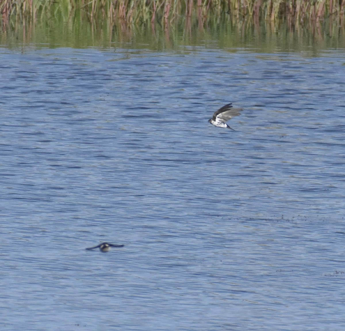 Violet-green Swallow - ML474450201