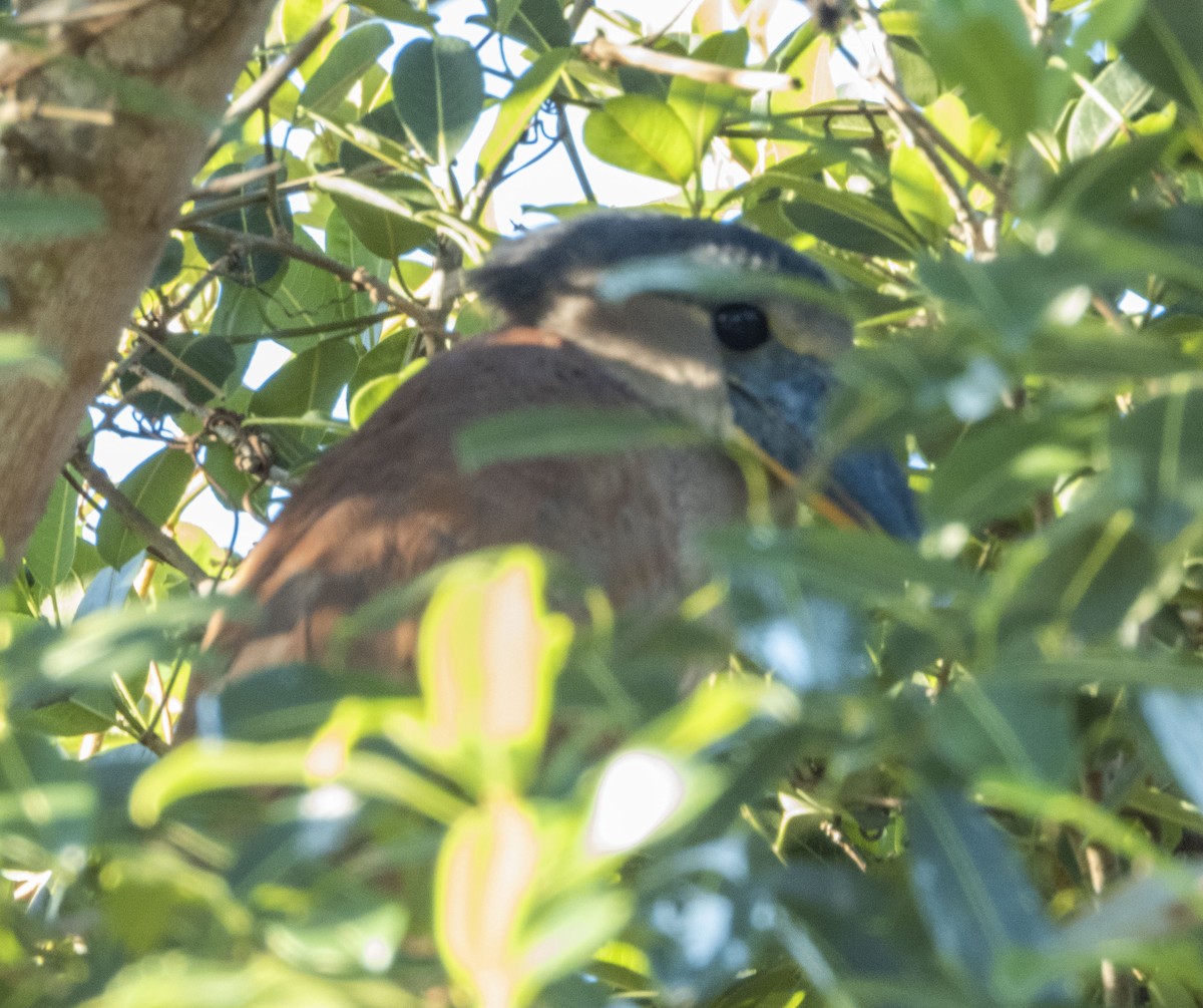 Boat-billed Heron - ML474450981