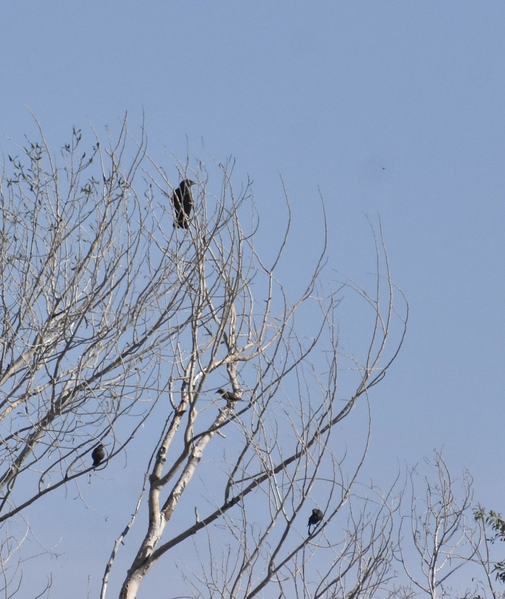 American Crow - ML474451191