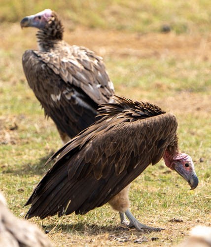 Lappet-faced Vulture - ML474451351