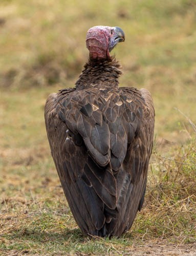 Lappet-faced Vulture - ML474451661