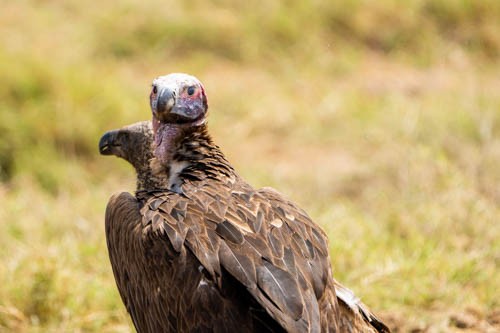 Lappet-faced Vulture - ML474451941